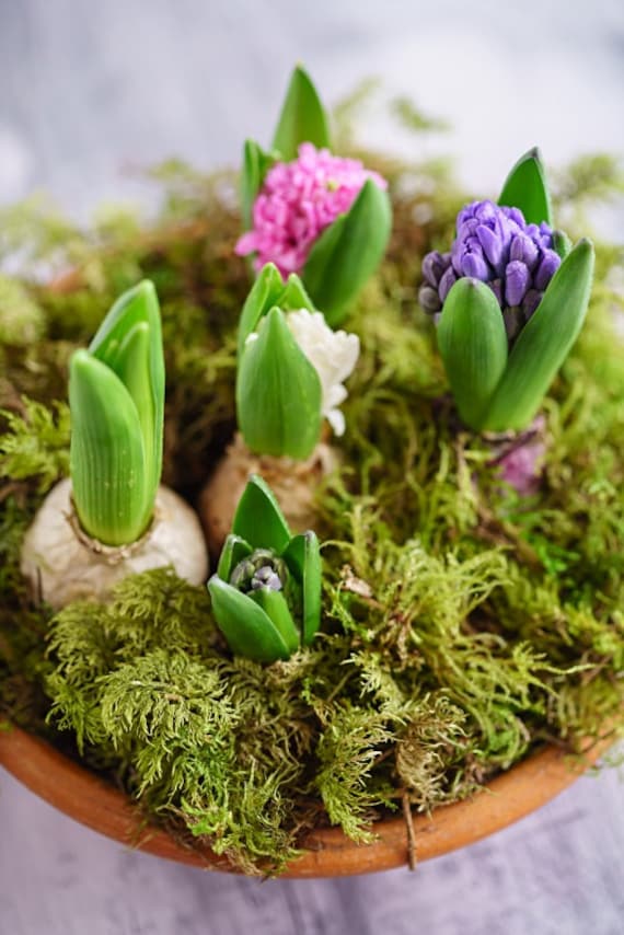 1 Bag 4L Fresh Green Sphagnum Moss For Plants Pots Daffodils Hyacinth  Spring Bulbs & Terrariums
