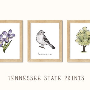 Tennessee State Symbole Wandkunst | Tennessee Bird, Zustandblume, Irismalerei, Mockingbird Illustration
