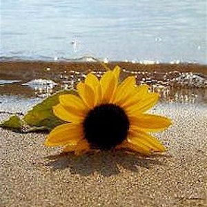 Sunflower and Sea Mist™ -  Fragrance Oil for Candle Making (3 sizes)