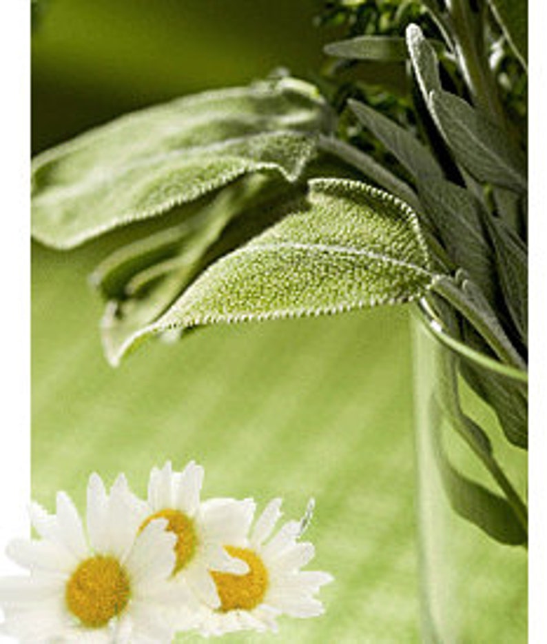 Sage and Chamomile™ Fragrance Oil for Candle Making 3 Etsy