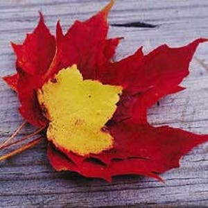 Fallen Leaf™ -  Fragrance Oil for Candle and Soap Making (3 sizes)