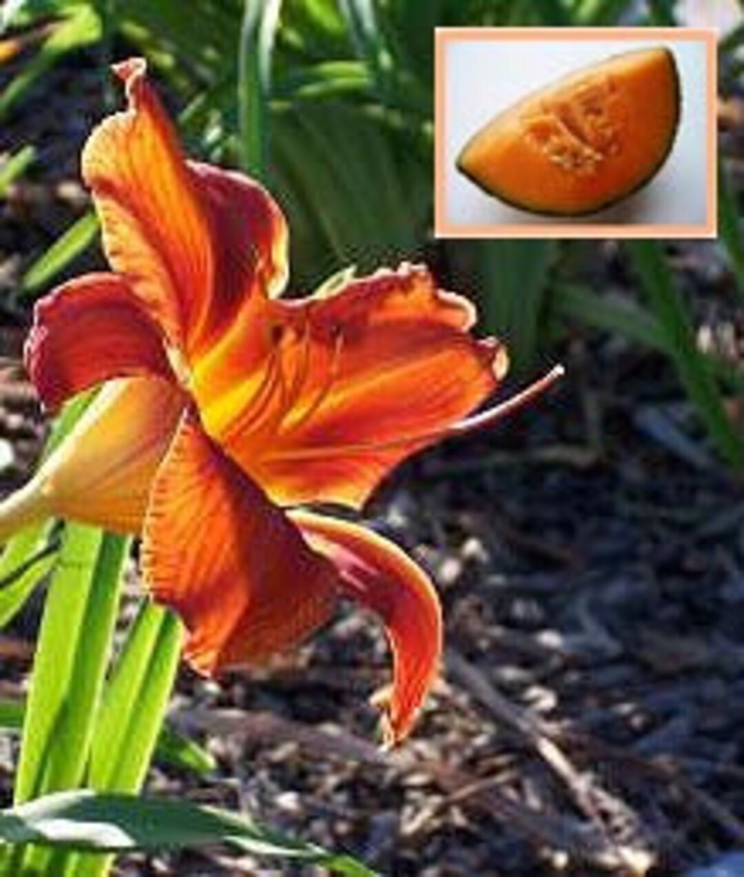 Tiger Lily and Cantaloupe™ - Fragrance Oil for Candle Making (3 Sizes ...