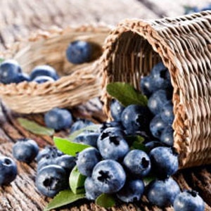 Blatantly Blueberry - Fragrance Oil (candle and soap making)