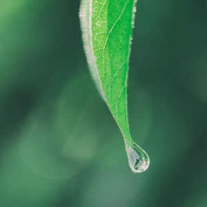 Tea Tree Essential Oil