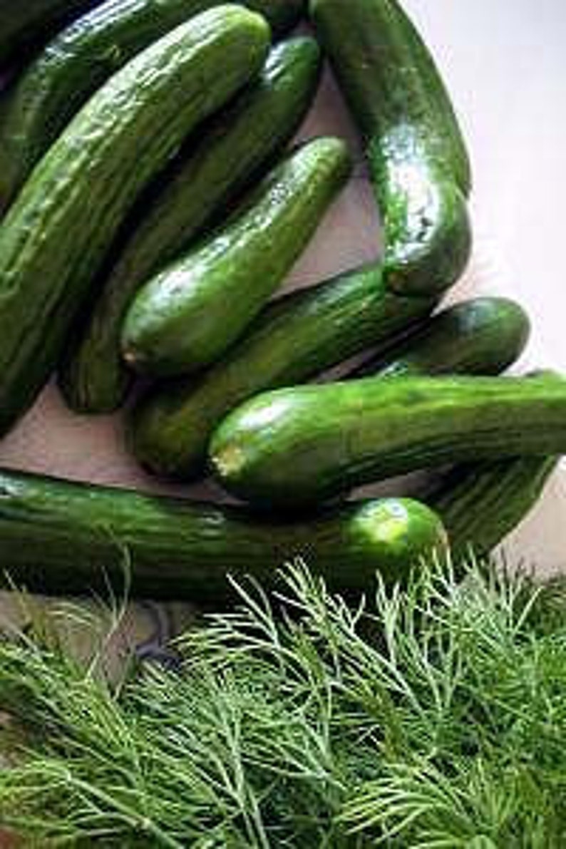 Cucumber Chaos Fragrance Oil for Candle Making image 1