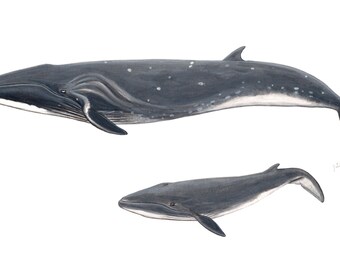 Zwergpottwal AQUARELL BILD Kogia breviceps Pottwalkunst Etsy
