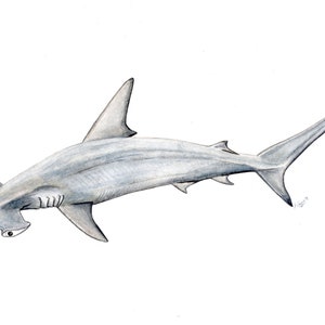 Tubarão-martelo com chifres - PINTURA EM AGUARELA ORIGINAL - Impressão artística - Sphyrna zygaena - pintura de tubarão - pescador de peixes náuticos - pesca marítima - mergulho