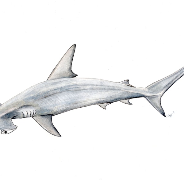 Smooth Hammerhead shark - ORIGINAL WATERCOLOUR PAINTING - Shark painting - shark wall decor shark decor shark design - nautical - for divers