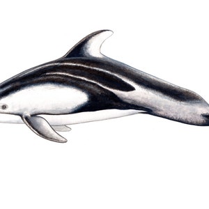Pacific white-sided Dolphin ORIGINAL WATERCOLOUR PAINTING - watercolour - artwork - dolphin art decor - dolphin wall art nautical marine sea