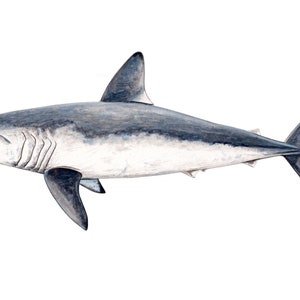 Porbeagle shark - ORIGINAL WATERCOLOUR PAINTING - Shark painting - shark wall decor shark decor shark design - nautical - for divers