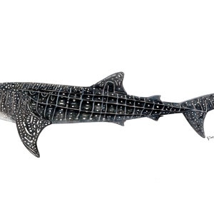 Tubarão-baleia - PINTURA EM AGUARELA ORIGINAL - Pintura de tubarão -Rhincodon typus - arte de tubarão - pescador de peixes náuticos - pesca marítima - mergulhador