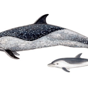 Pacific spotted Dolphin ORIGINAL WATERCOLOR PAINTING - watercolour - dolphin art - dolphin design - wall decor - dolphin decor marine art