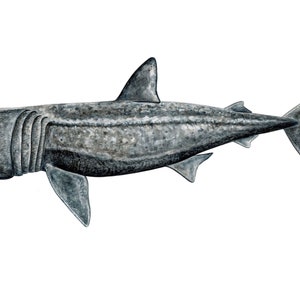 Basking shark - ORIGINAL WATERCOLOUR PAINTING - Shark painting - shark wall decor shark decor shark design - nautical - for divers