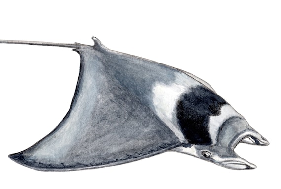 Raie Manta Aquarelle Originale Mobula Mobular Art Etsy France