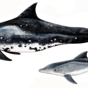 Rough-toothed dolphin ORIGINAL WATERCOLOUR PAINTING - Dolphin design - wall art - wall decor - dolphin design  dolphin illustration sea life
