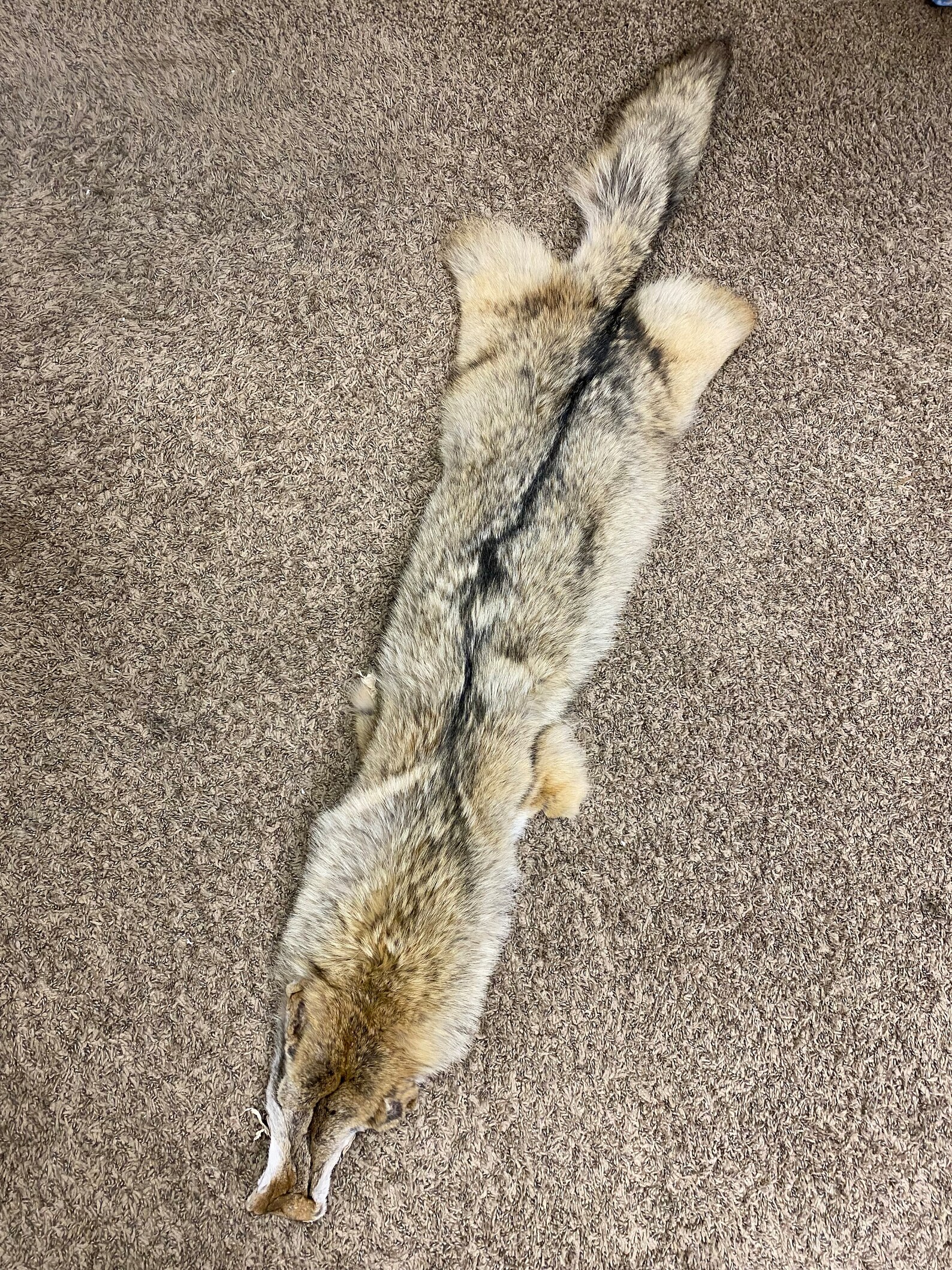 Western Coyote Hide Pelt 1 Grade tanned Fur Hides & Pelts Dressed