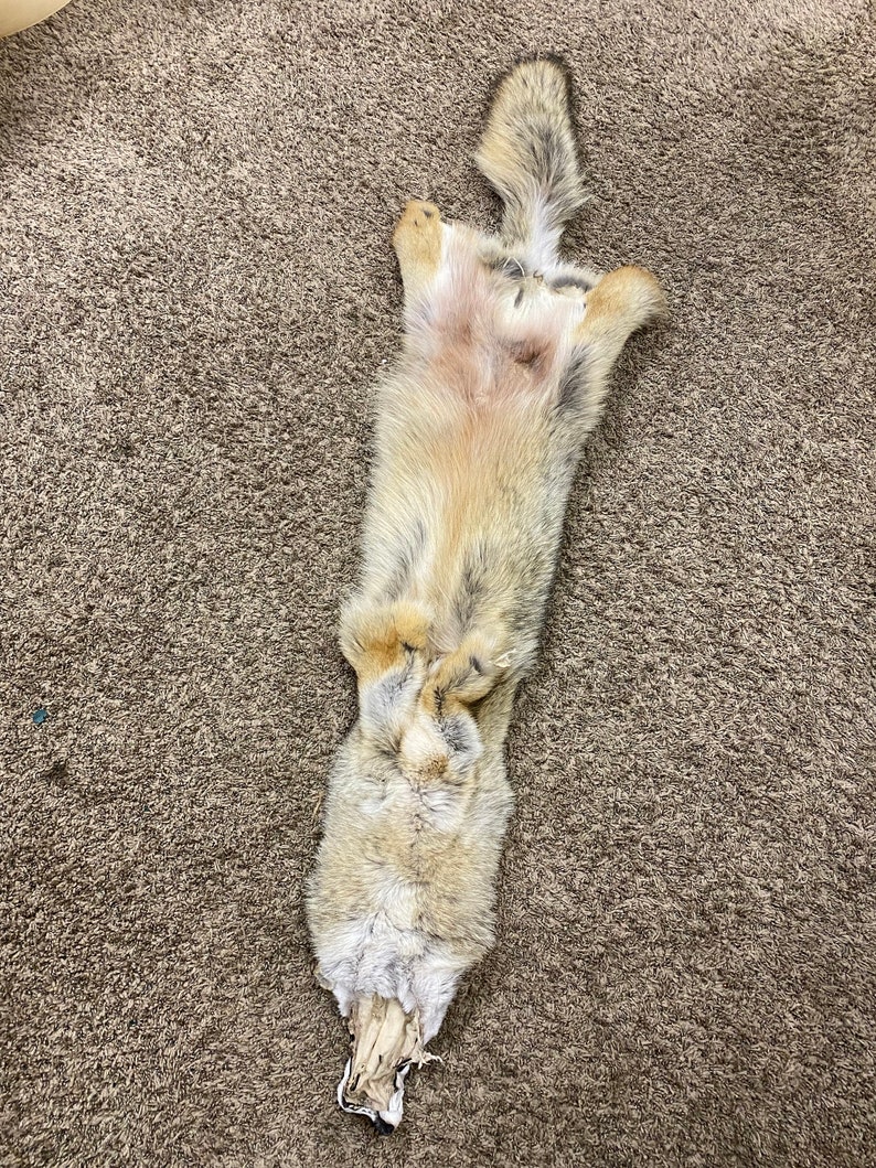 Western Coyote Hide Pelt 1 Grade tanned Fur Hides & Pelts Dressed