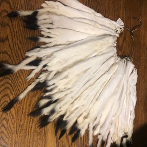 Tanned Fur - Ermine - Hides Pelts Skins Winter Long Tail Weasels 10&quot; - 18&quot; + (ALL SIZES AVAILABLE)  Western, Native