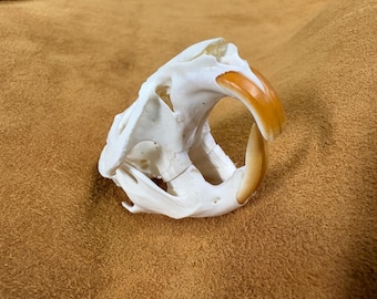 Real Genuine Muskrat Skull - Bones & Skulls - (Ondatra zibethicus) - Taxidermy Cleaned Specimens