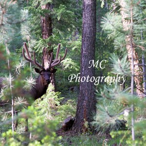 Male Elk