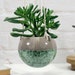 see more listings in the Medium planters section