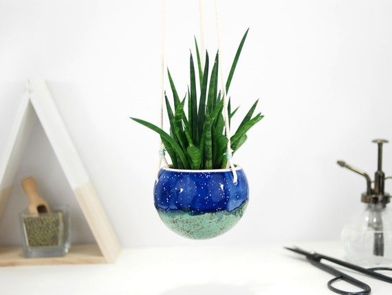 anthurium andreanum blue Black Flamingo Flower main image 1