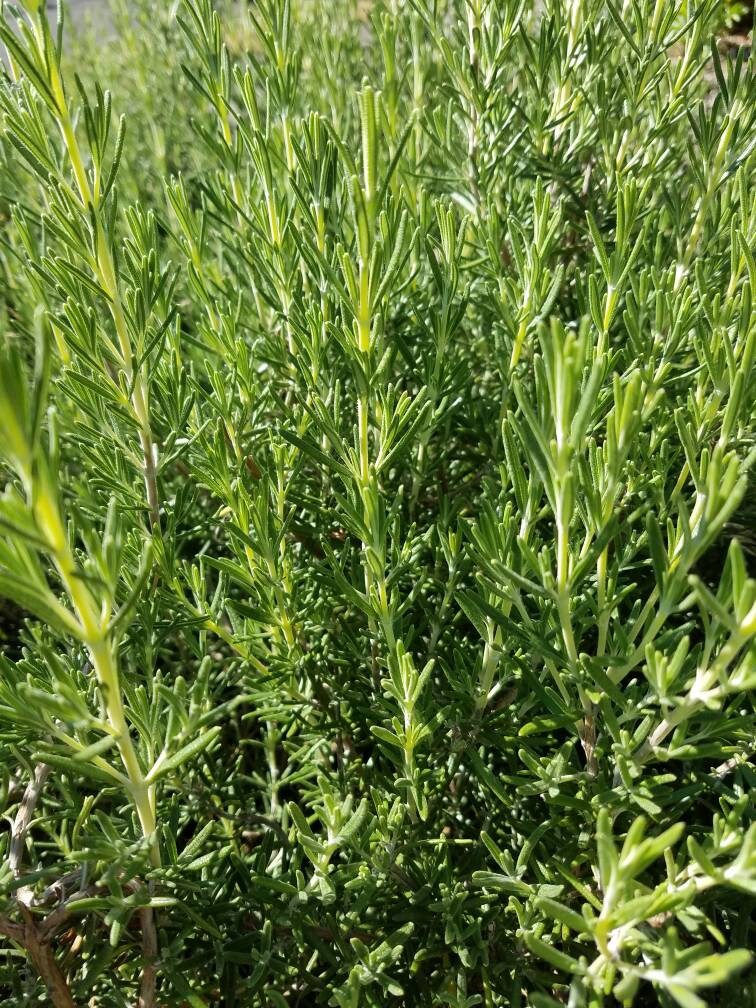 Fresh Cut Rosemary bulk Order 100 Sprigs 68 Aromatic Etsy