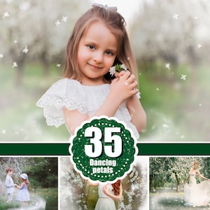 35 White Blossom petals, spring summer orchard overlays, Photoshop overlay, Painted Photo frame, Dancing Rose Flower Falling Petals, png