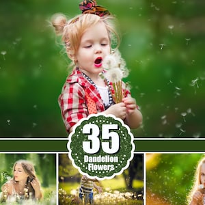 35 paardebloem bloemen foto-overlays, fotografie overlay texturen, foto prop, Photoshop overlay, digitale achtergrond, png-bestand
