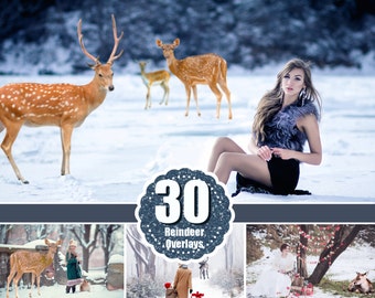 30 Real deer reindeer photoshop Overlays, animals collection, stag buck Deer, photography deer, wild Animals, animals overlays, png file