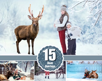 15 Real deer reindeer photoshop Overlays, animals collection, stag buck Deer, photography deer, wild Animals, png file