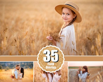 35 Golden fields overlay, Field overlay, Flower summer spring overlay, Digital backdrop, Golden light, Art frame, Wheat cornfield png