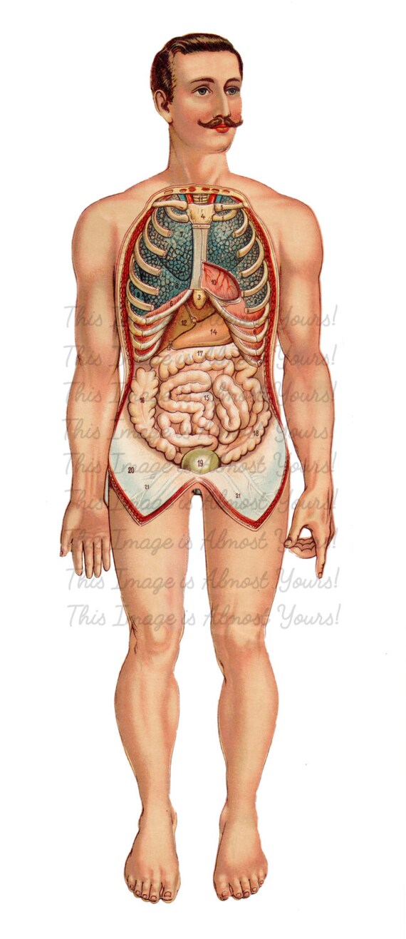 ant-190980)cuerpo humano anatomía de estudio d - Compra venta en  todocoleccion