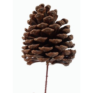 May include: A large, brown pine cone with a stem, set against a white background. The cone's scales are detailed and textured, showcasing natural tones. The stem is a reddish-brown color, adding contrast to the overall composition. Ideal for seasonal decor.