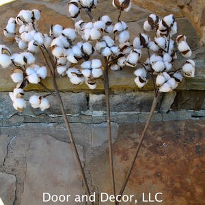 27 inch Rustic Cotton Stems with 15-18 Bolls per Stem for Rustic Farmhouse DecorPreserved BollsFaux CottonCountry ChicMin 3 image 2