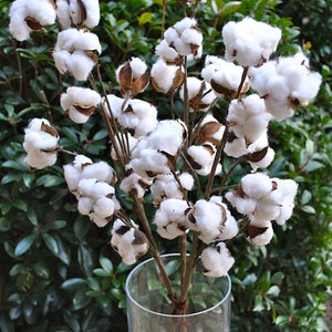 27 inch Rustic Cotton Stems with 15-18 Bolls per Stem for Rustic Farmhouse DecorPreserved BollsFaux CottonCountry ChicMin 3 image 3