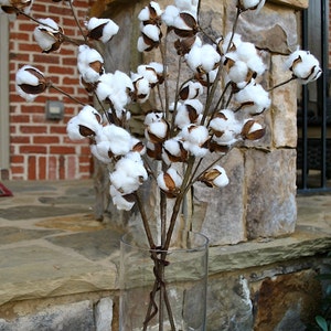 27 inch Rustic Cotton Stems with 15-18 Bolls per Stem for Rustic Farmhouse DecorPreserved BollsFaux CottonCountry ChicMin 3 image 1