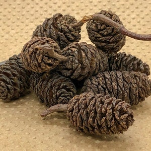 Alder Cones