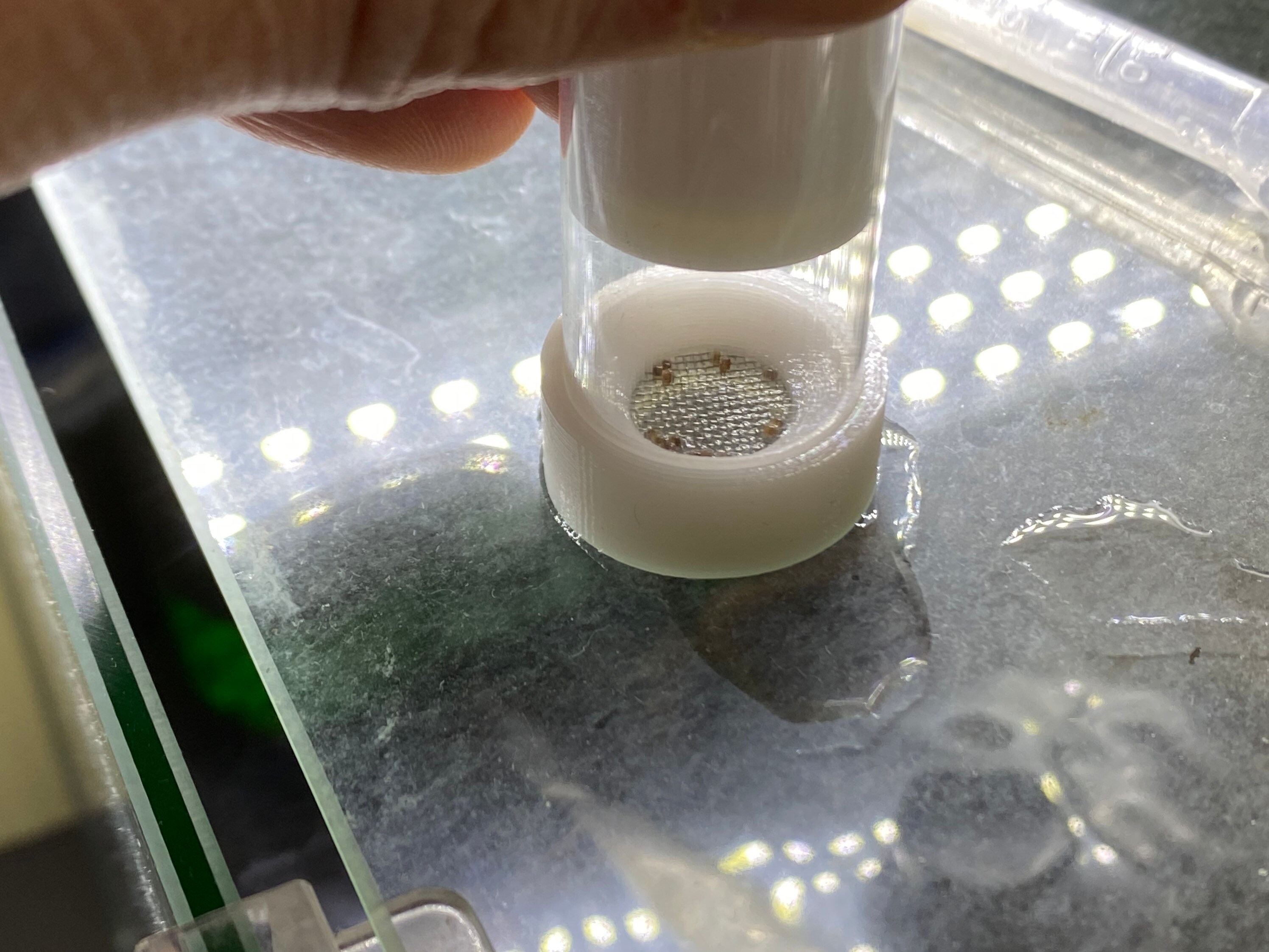 Shrimp Egg Tumbler Shrimpcubator Etsy