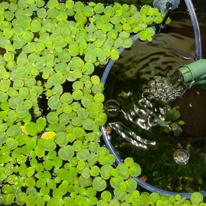 Floating Plants Guard