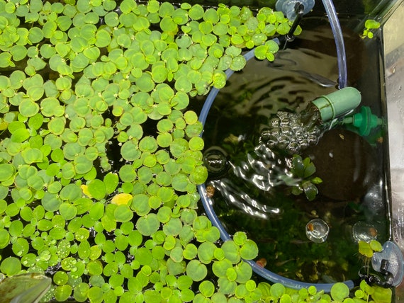 Garde de plantes flottantes -  France