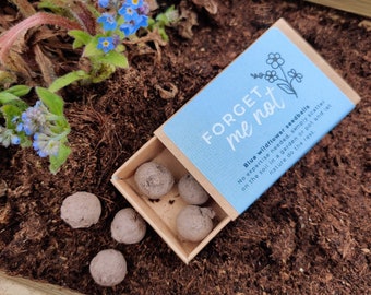 Vergissmeinnicht-Seedballs // Mini-Streichholzschachtel // Umweltfreundliches Samenbomben-Geschenk