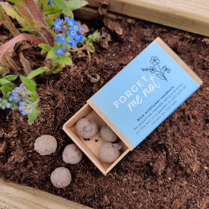 Forget Me Not Seedballs // Mini Matchbox // Eco Friendly Seed Bombs Gift image 1