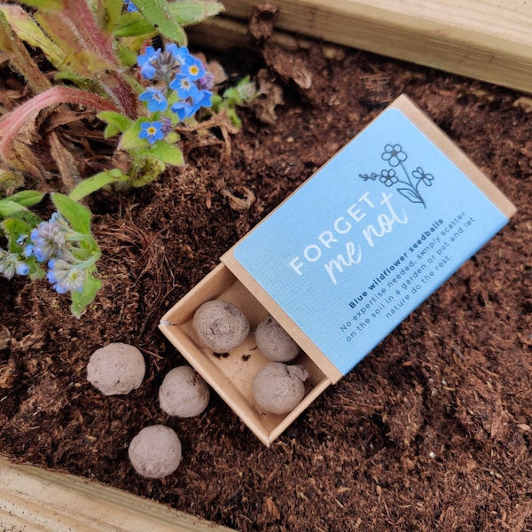 Bolas de semillas Nomeolvides, Mini Cajas de Cerillas, Bombas de Semillas Ecológicas, Regalo de Condolencia y para Demostrar Que Piensas En Ti