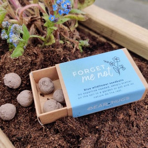 Forget Me Not Seedballs // Mini Matchbox // Eco Friendly Seed Bombs Gift No Label