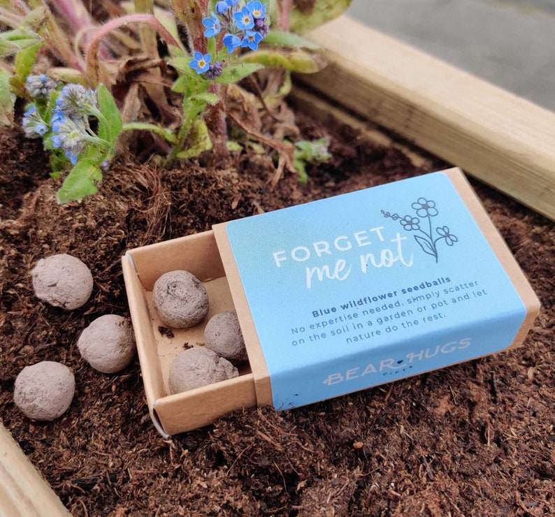 Forget Me Not Seedballs // Mini Matchbox // Eco Friendly Seed Bombs Gift No Label