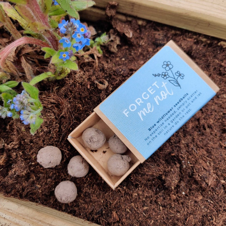 Forget Me Not Seedballs // Mini Matchbox // Eco Friendly Seed Bombs Gift image 1