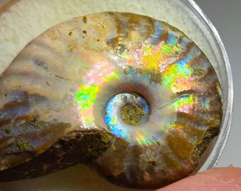 NATURAL BROWN AMMOLITE – Rainbow Flash Jewelry Grade - Highly Polished - Madagascar – Natural & Untreated – New Old Stock - circa 1990s