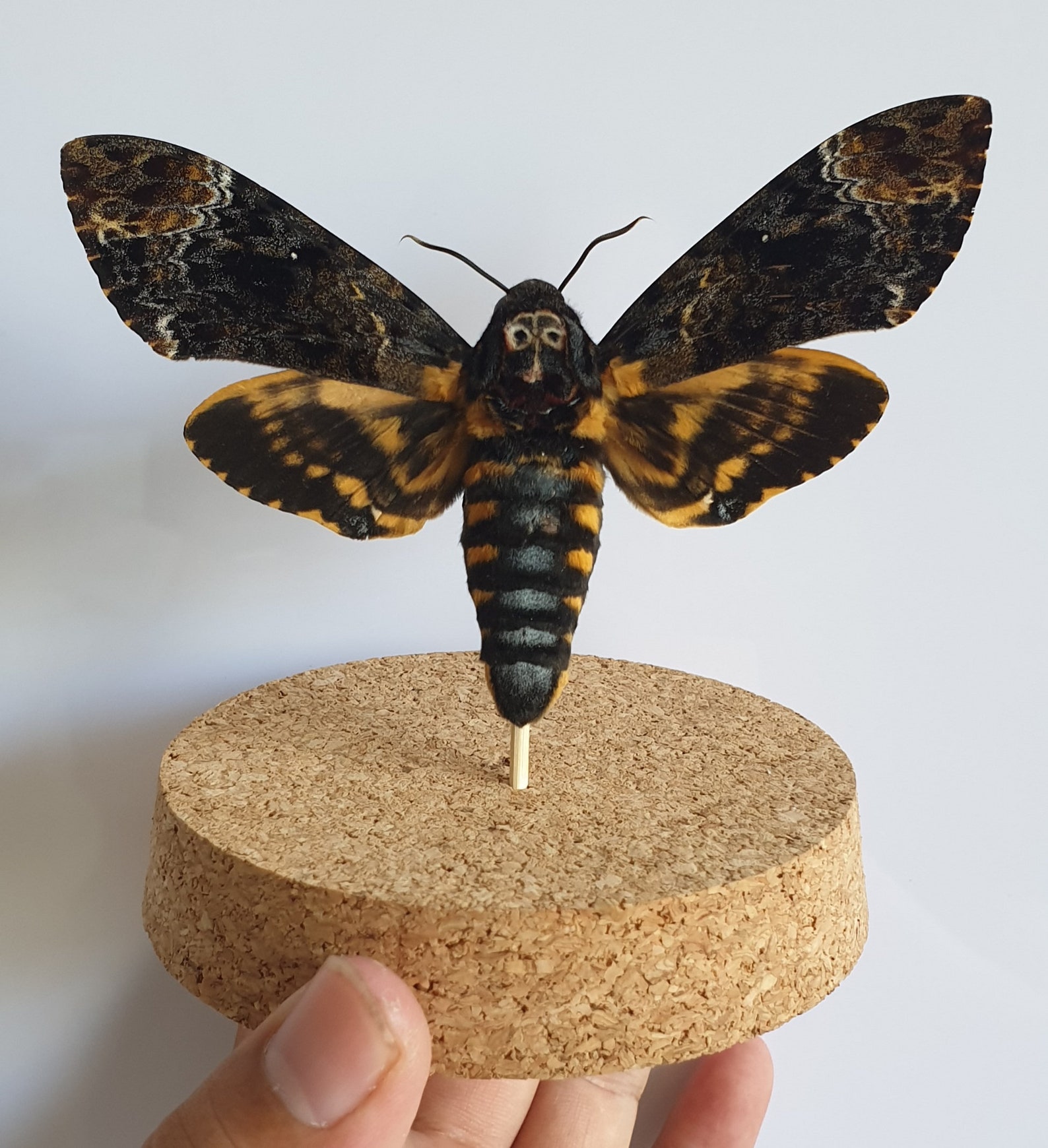 Real Death Head Moth Acherontia Entomology Glass Dome | Etsy
