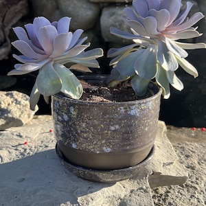 May include: Two purple succulents in a brown speckled ceramic pot with a matching saucer. The pot has a speckled glaze with gold flecks.
